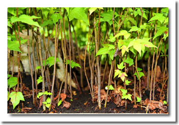 Daniel Pavon Cuellar Miniature Forest Texas